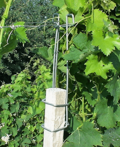 Molle Tra Le Foglie