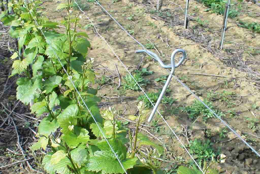 La gestione del verde, mettiamo in ordine il vigneto 22